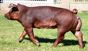 Свинья фотография