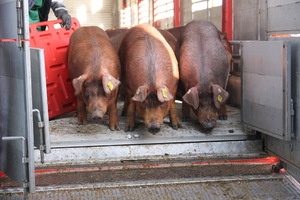 Свиньи породы дюрок загон фотография