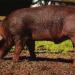 Характеристика свиней породы дюрок