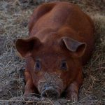 Характеристика свиней породы дюрок