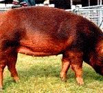 Характеристика свиней породы дюрок