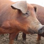 Характеристика свиней породы дюрок