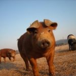 Характеристика свиней породы дюрок