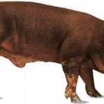 Характеристика свиней породы дюрок