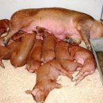 Характеристика свиней породы дюрок