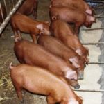 Характеристика свиней породы дюрок