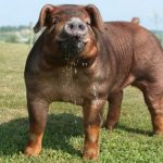 Характеристика свиней породы дюрок