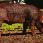 Характеристика свиней породы дюрок