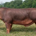 Характеристика свиней породы дюрок