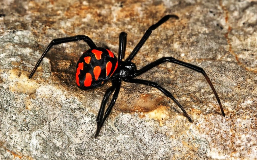 12 опасных животных, которые обитаю в России