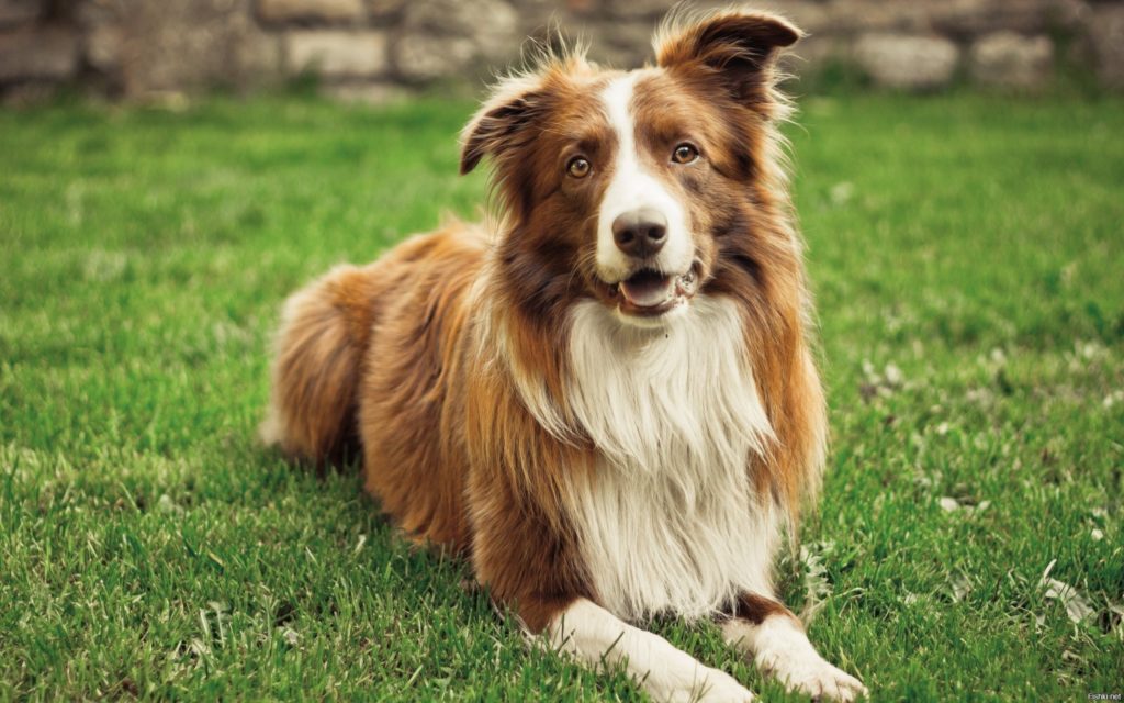 Животные, которых приговорили в свое время к смертной казни за преступления - это не шутка