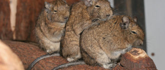 Белка дегу: фото, внешний вид, описание, уход за питомцем