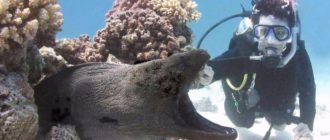 Мурена: фото рыбы, внешний вид, ареал обитания и особенности