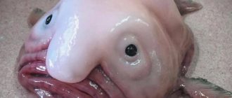 Рыба капля: фото, внешний вид, ареал обитания, особенности